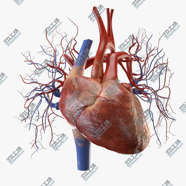 images/goods_img/20210312/3D Heart model/1.jpg